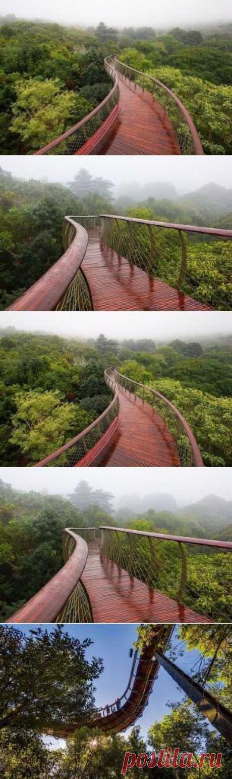 Дорога над верхушками деревьев: новый деревянный настил в ботаническом саду в Кейптауне, ЮАР