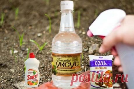 Эффективный способ быстрого уничтожения сорняка

Борьбой с сорняками в летний период, приобретает большое значение. Для этой цели может применяться следующий метод:

На основе уксуса и соли, приготавливается раствор, который затем наносится на сорняки. Для смеси требуется емкость, в которую добавляется 3,8 л уксуса, 0,5 стакана соли. Дополнительно, для лучшей сцепки раствора с травой, требуется немного жидкого моющего средства. Состав тщательно перемешивается. Учтите, для ...