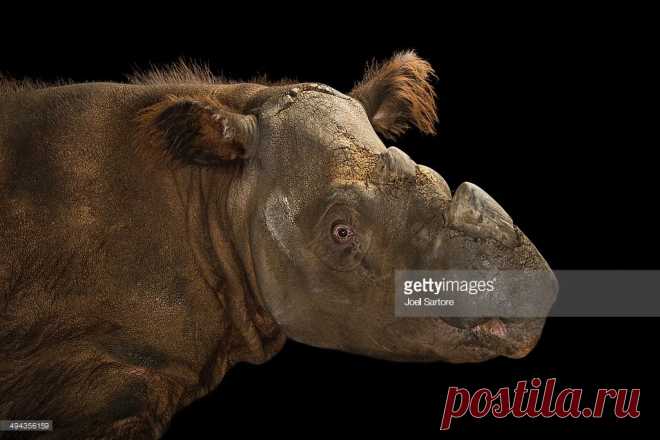 A Critically Endangered Sumatran Rhinoceros Dicerorhinus Sumatrensis At The Cincinnati Zoo Stock Photo | Getty Images