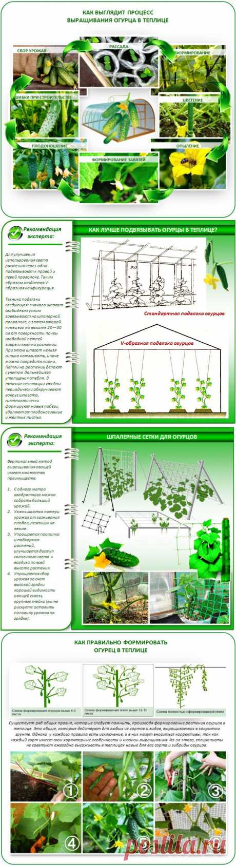 Выращивание огурцов в теплице из поликарбоната: пошаговое руководство