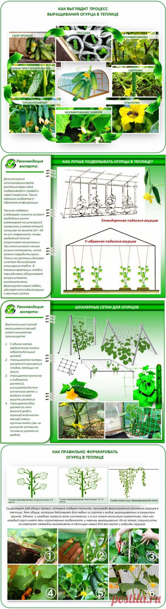 Выращивание огурцов в теплице из поликарбоната: пошаговое руководство