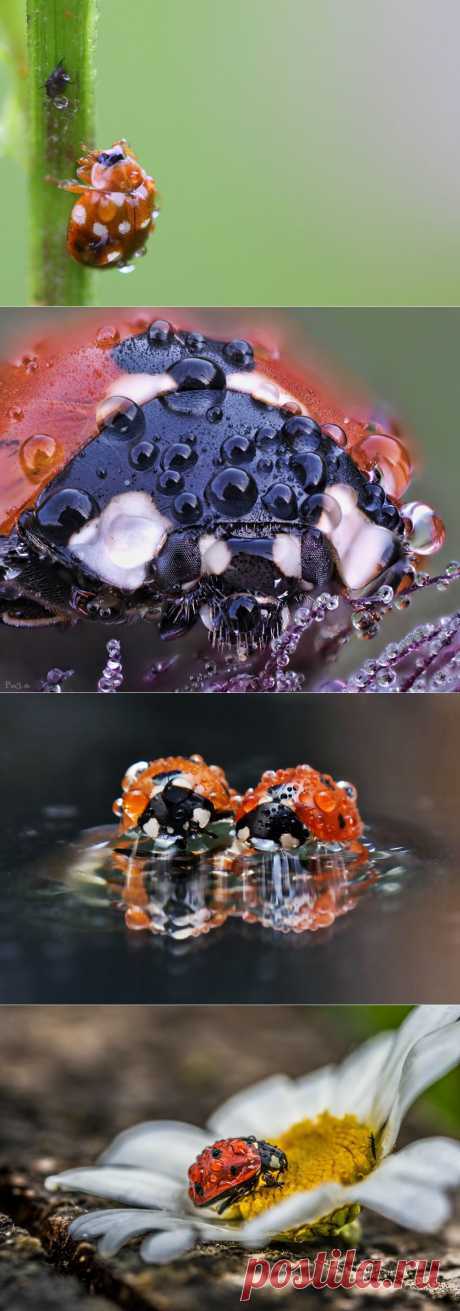 Божьи коровки в капельках росы!.