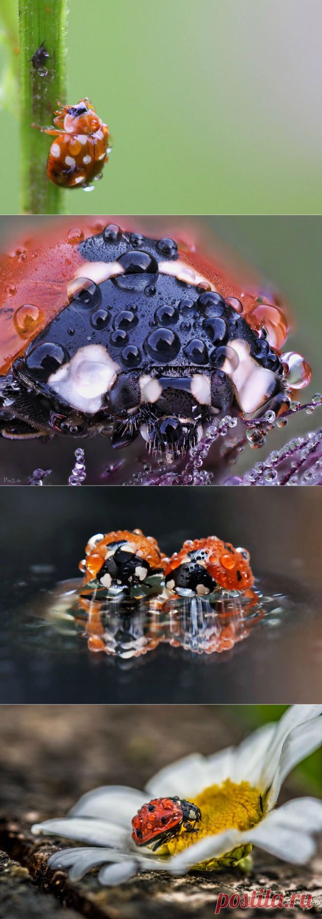 Божьи коровки в капельках росы!.