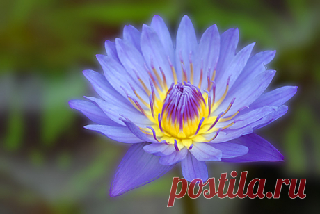 water lily by gertrud   /  https://photographyblogger.net  |  35 Beautiful Water Lily Pictures