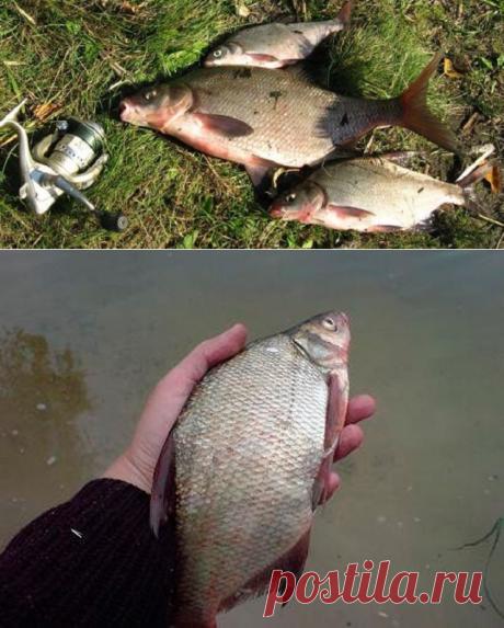 Простая и эффективная прикормка для ловли леща