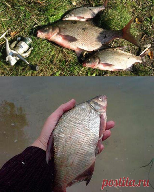Простая и эффективная прикормка для ловли леща