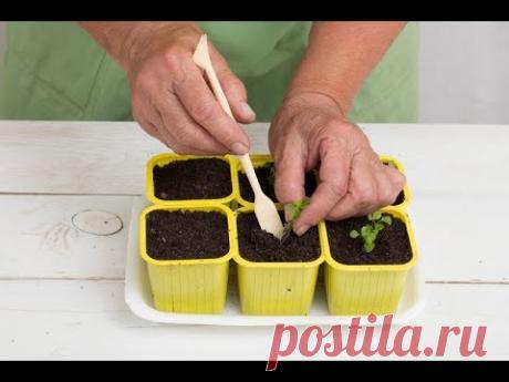 Как вырастить ЛОБЕЛИЮ из семян в домашних условиях | Размножение ЛОБЕЛИИ