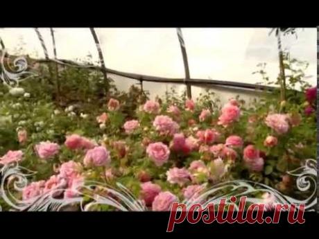 Розовое настроение. Выпуск 1