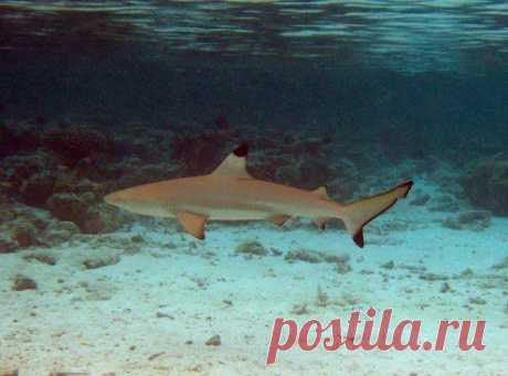 Акула чёрноперая - Рыбы Красного моря     Fish of the Red Sea
Чернопёрая акула (лат. Carcharhinus limbatus) — акула отряда кархаринообразных.
Достигает 2,5 метра в длину, но чаще встречаются особи длиной до 1,5 метров и весом 20—45 кг. Размножается путем живорождения, принося двух-четырёх акулят.
В присутствии раненой рыбы (например, на подводной охоте) легко приходит в возбуждение и может укусить дайвера. Отмечены также случаи, когда акула кусала слишком назойливых пловцов.