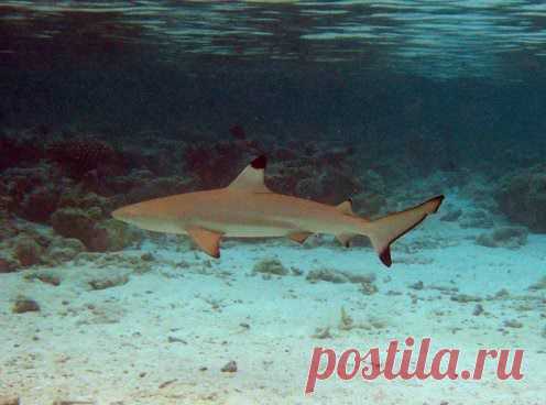 Акула чёрноперая - Рыбы Красного моря     Fish of the Red Sea
Чернопёрая акула (лат. Carcharhinus limbatus) — акула отряда кархаринообразных.
Достигает 2,5 метра в длину, но чаще встречаются особи длиной до 1,5 метров и весом 20—45 кг. Размножается путем живорождения, принося двух-четырёх акулят.
В присутствии раненой рыбы (например, на подводной охоте) легко приходит в возбуждение и может укусить дайвера. Отмечены также случаи, когда акула кусала слишком назойливых пловцов.