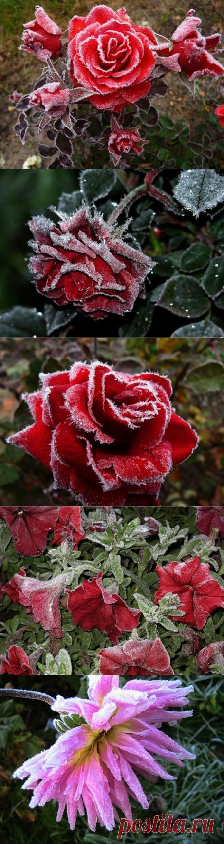 Красивые фото цветов.