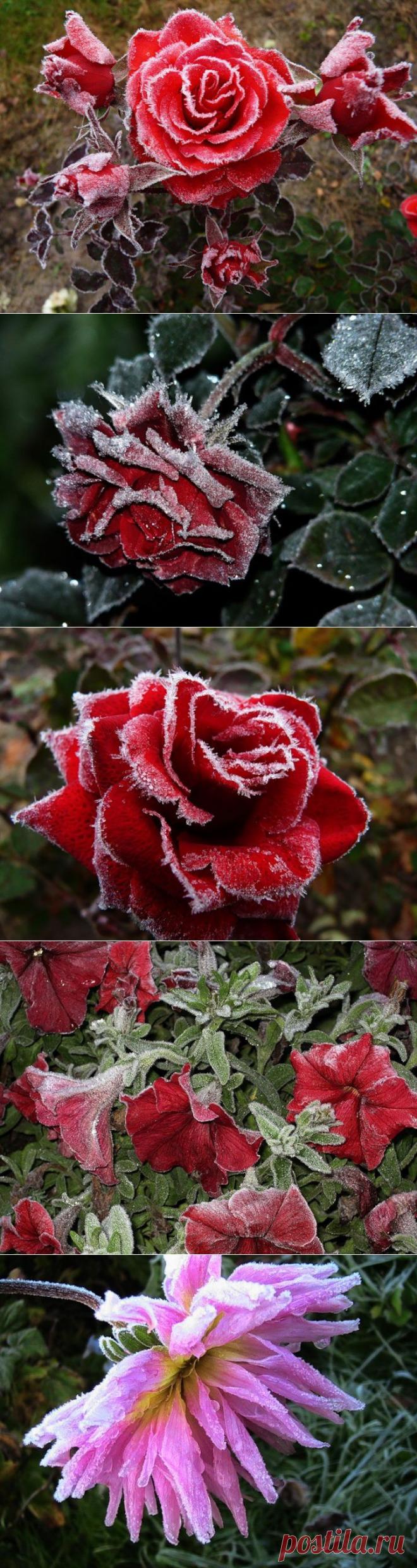 Красивые фото цветов.