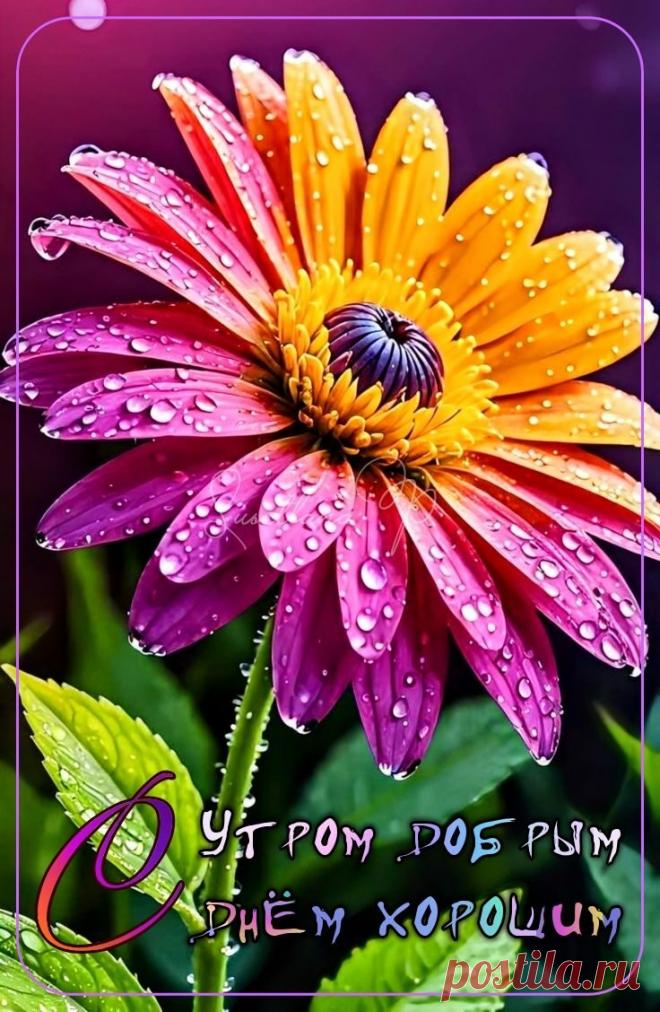 С добрым утром Привет Здрасте Добрый день