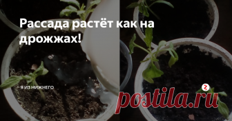 Рассада растёт как на дрожжах! Позавчера я полила рассаду дрожжами, но никак не думала, что результат увижу практически сразу!  Смотрите сами.
