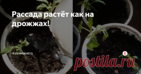 Рассада растёт как на дрожжах! Позавчера я полила рассаду дрожжами, но никак не думала, что результат увижу практически сразу!  Смотрите сами.
