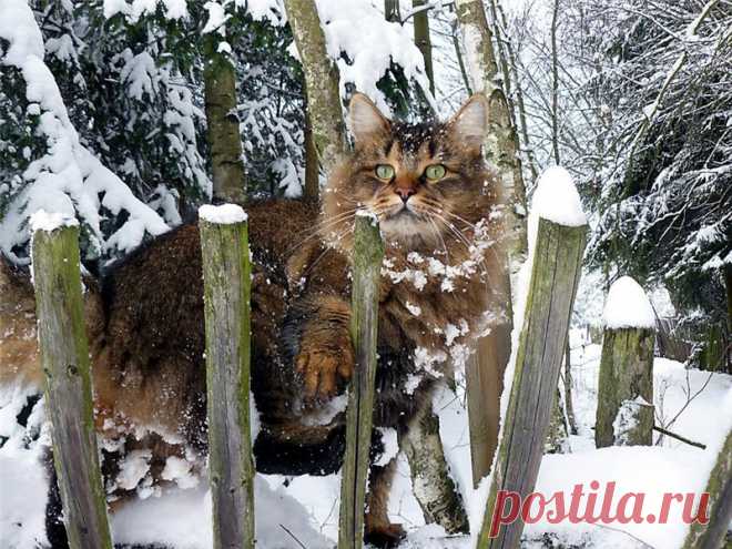 Кошки | Записи в рубрике Кошки | Дневник Юрий_Дуданов
