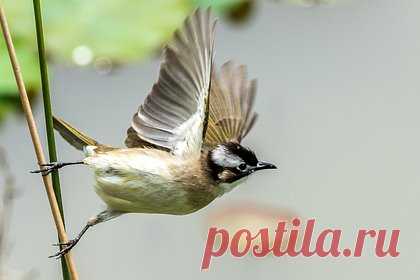 В Россию прилетел редкий гость из Китая