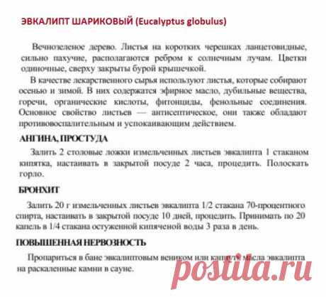 Эвкалипт шариковый.
Травник. Золотые рецепты народной медицины. Универсальный справочник. Москва 2007
