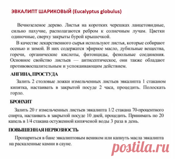 Эвкалипт шариковый.
Травник. Золотые рецепты народной медицины. Универсальный справочник. Москва 2007