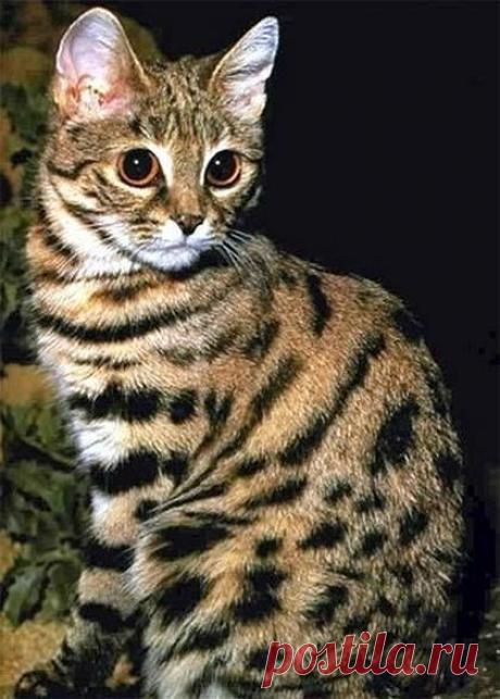 Кодкод - Alchetron, Бесплатная социальная энциклопедия