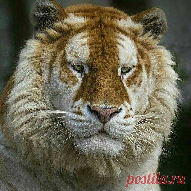 Киса)