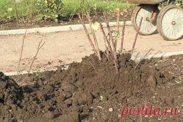 Подготовка розовых кустов к зиме — 6 соток