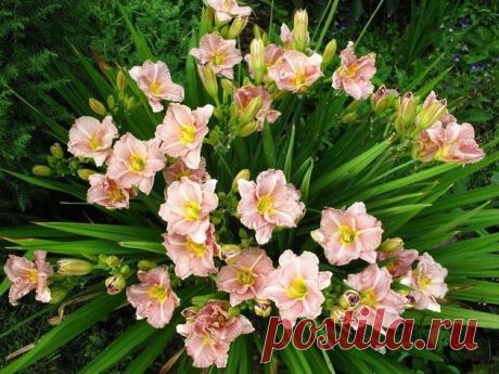 Растения, которые хорошо растут в тени