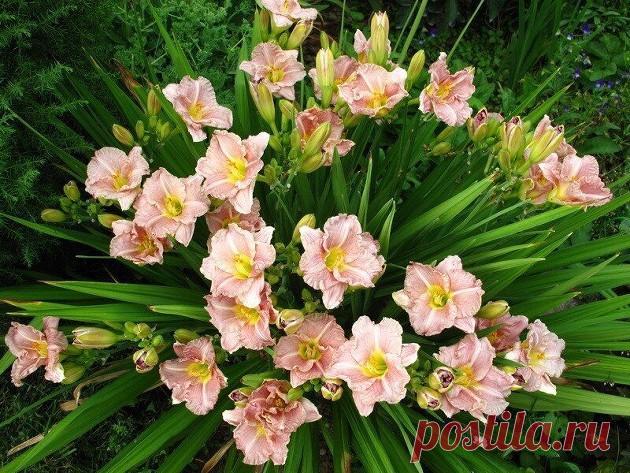 Растения, которые хорошо растут в тени