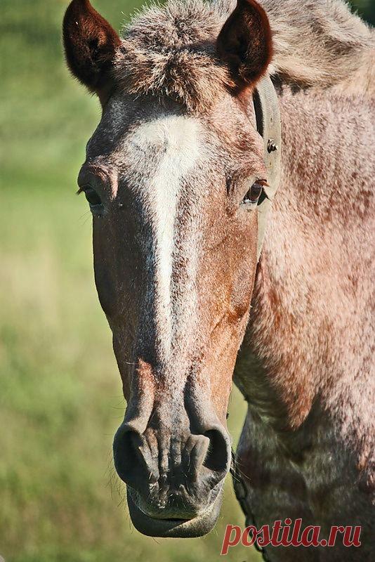 Жить интересно! - Стихи про лошадей - воскресные стихи