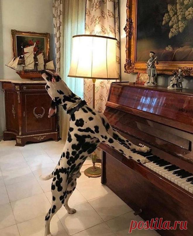 18 человек поделились смешными фотками своих питомцев