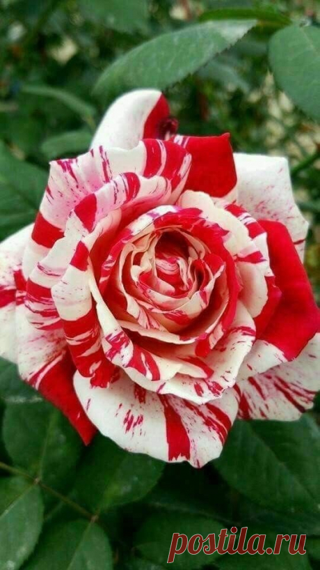 Flower Love flower - https://weheartit.com/entry/324377003