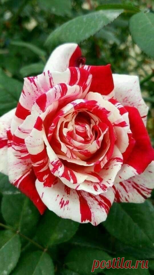 Flower Love flower - https://weheartit.com/entry/324377003