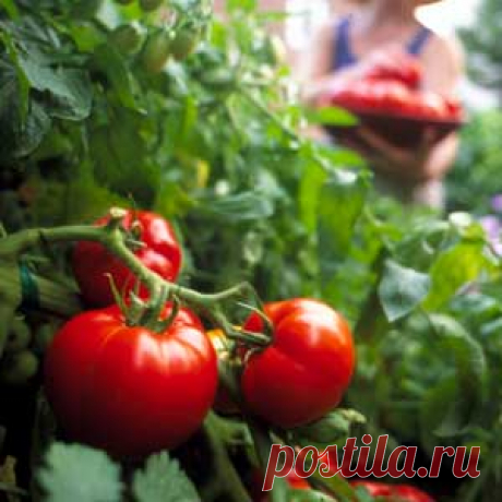 ПАСЫНКУЕМ ТОМАТЫ