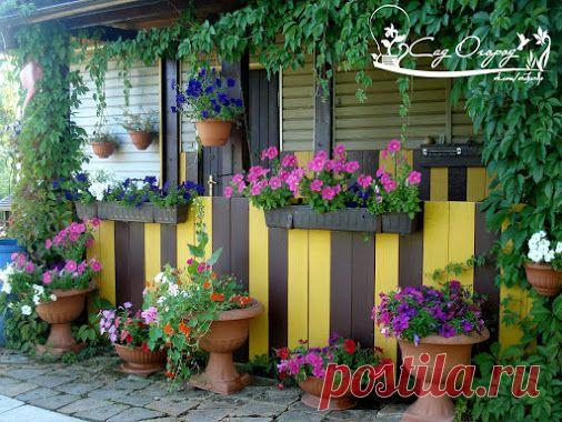 Секрет выращивания рассады петунии Секрет такой: после пикировки рассады (я…