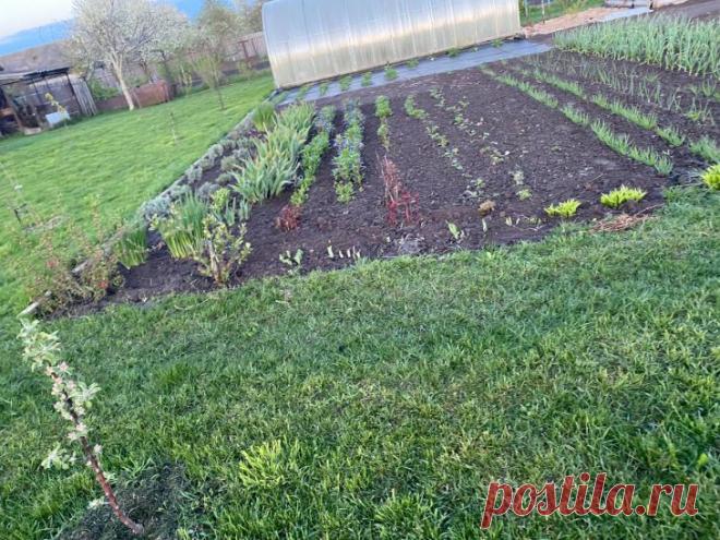 Что посадить в тени, чтобы получить урожай: 7 культур, которые не боятся. Такие культуры адаптированы к рассеянному свету и не требуют прямых лучей.