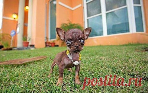 Одноклассники