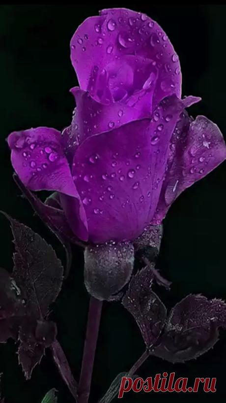 life by the drop