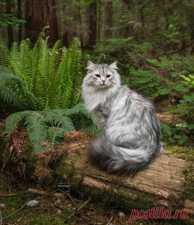 Прогулка в лесу. Придумайте сво название.