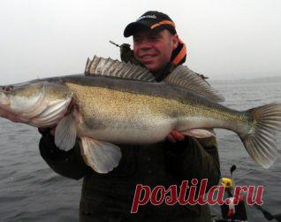 Судак и звуковые приманки! прикормка, оснастка, ловля, удочка, наживка, рыболов, водоем, рыба, рыба, крючок, черви, хобби, увлечение, озеро, поездка, речка, лодка, отдых, занятие, река, страсть, снаряжение, клев, улов, увлекаться, клевать, купаться, ловить, рыбная ловля, снасть, вываживание, подсечка, добыча, леска,снасти, крючок, грузило, лов, удила