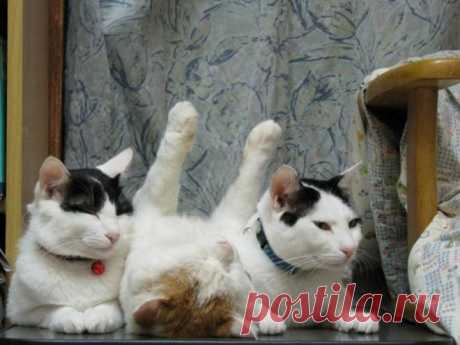 Кошки, которые расслабились по самое не могу…