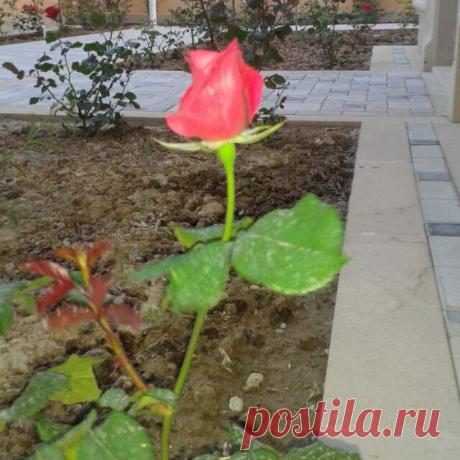 gözəllik