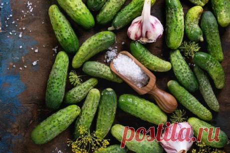 Чтобы банки не взрывались: хитрости для засолки огурцов