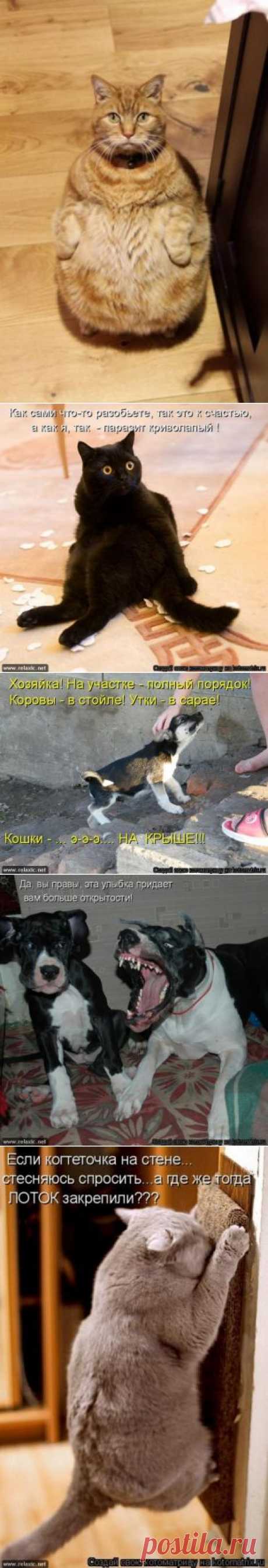 Юмор, позитифффчик на сон грядущий / Болталка / Юмор