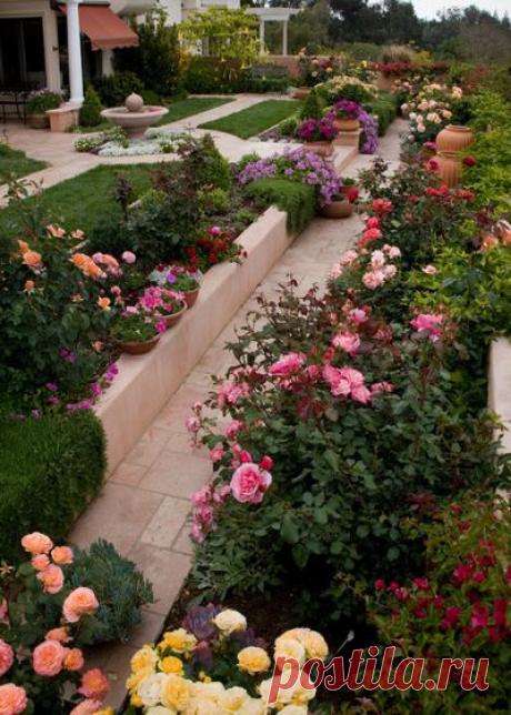 Розы на вашем участке | 6 соток