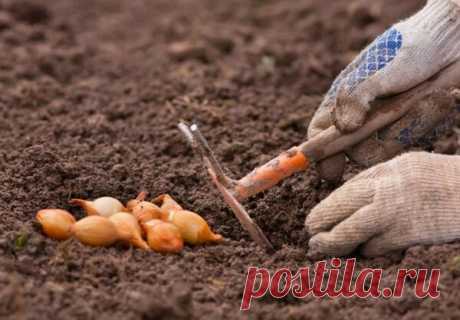 Что нужно класть в бороздки при посадки лука. Делюсь своими хитростями посадки лука. | Роскошная Усадьба | Яндекс Дзен