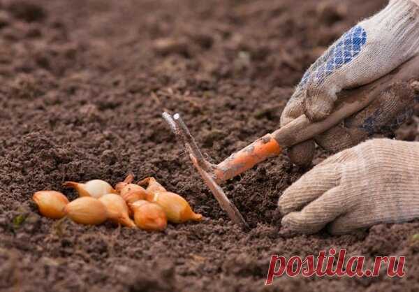 Что нужно класть в бороздки при посадки лука. Делюсь своими хитростями посадки лука. | Роскошная Усадьба | Яндекс Дзен