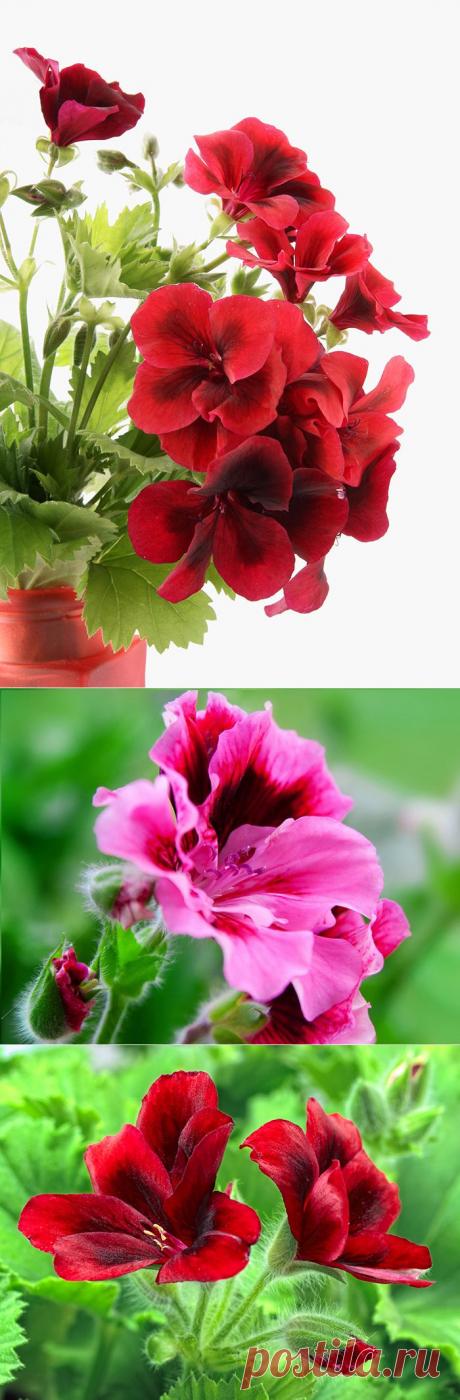Герань - несложный уход, фото. Королевская пеларгония, другие виды пеларгонии.
