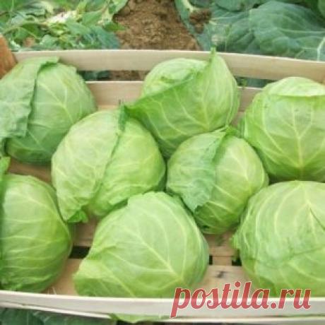 Лучшие кулинарные рецепты - КАК ПОЛУЧИТЬ НЕБЫВАЛЫЙ УРОЖАЙ КАПУСТЫ