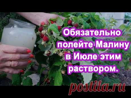 1 Литр в Июле под Малину. Завалит ягодами увеличиваем урожай. Подкормка для плодовых кустарников.