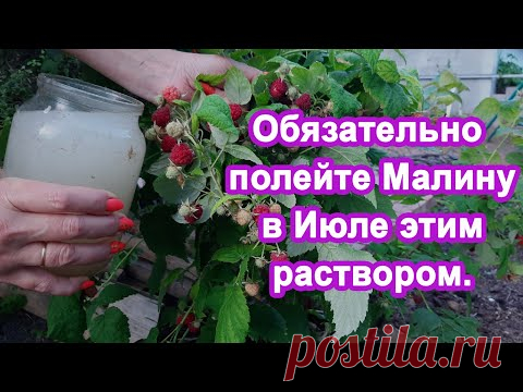 1 Литр в Июле под Малину. Завалит ягодами увеличиваем урожай. Подкормка для плодовых кустарников.